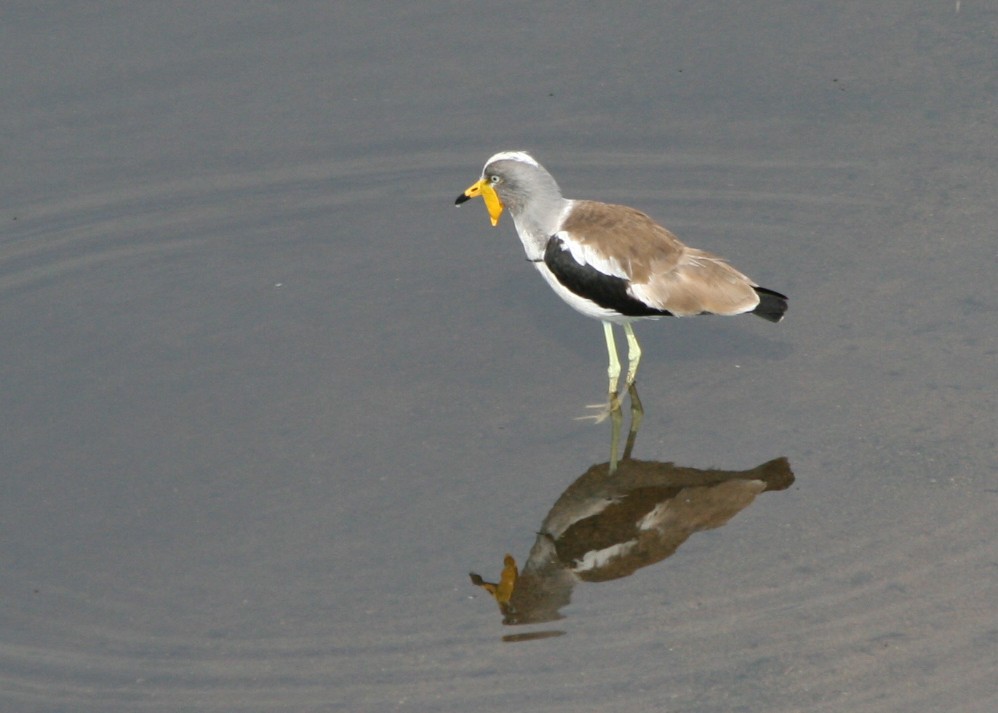 White-crowned Lapwing - ML623995033