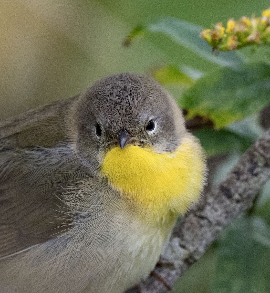 Common Yellowthroat - ML623995034