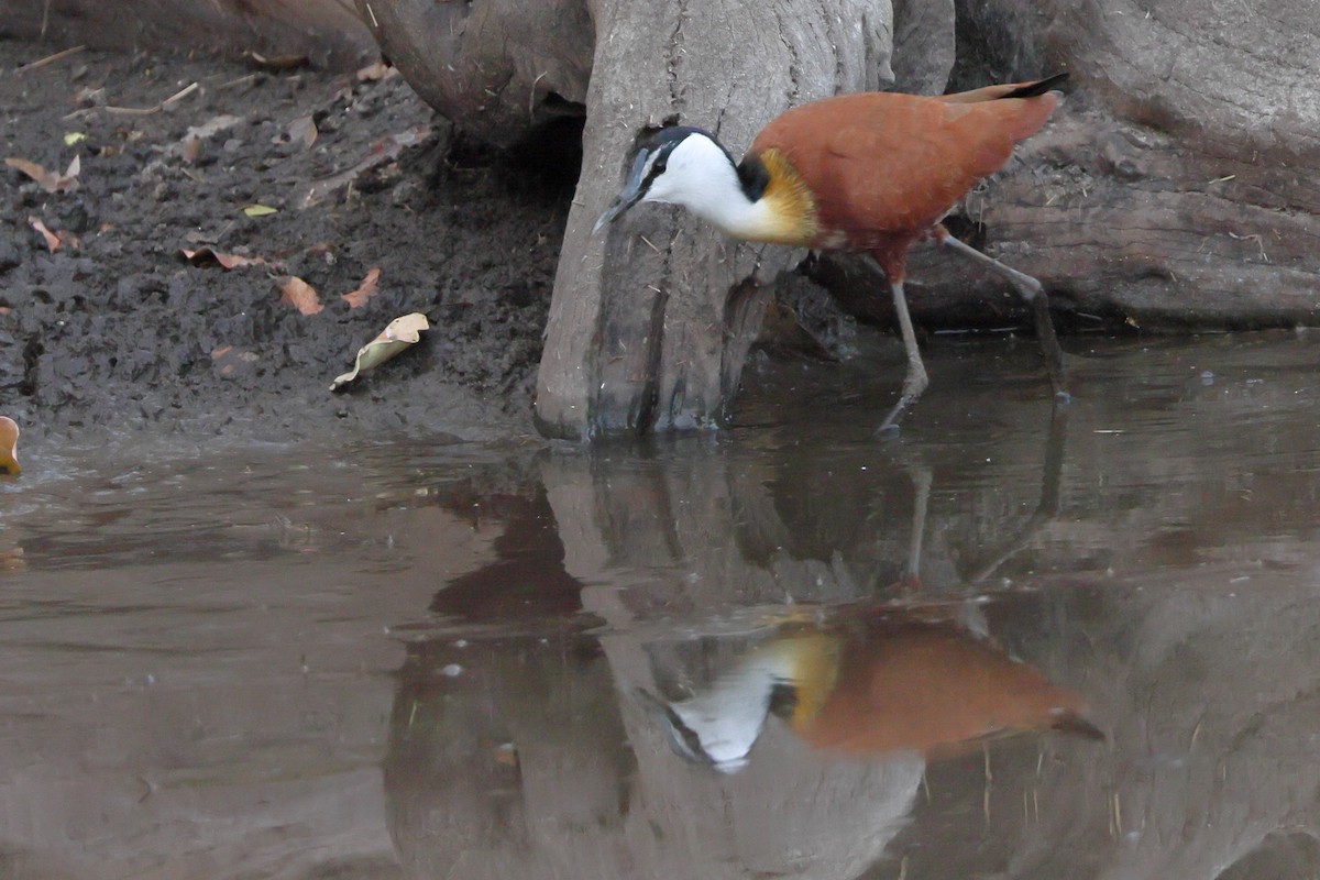 African Jacana - ML623995047