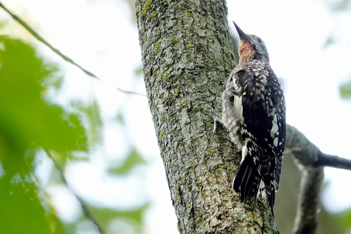 Yellow-bellied Sapsucker - ML623995081