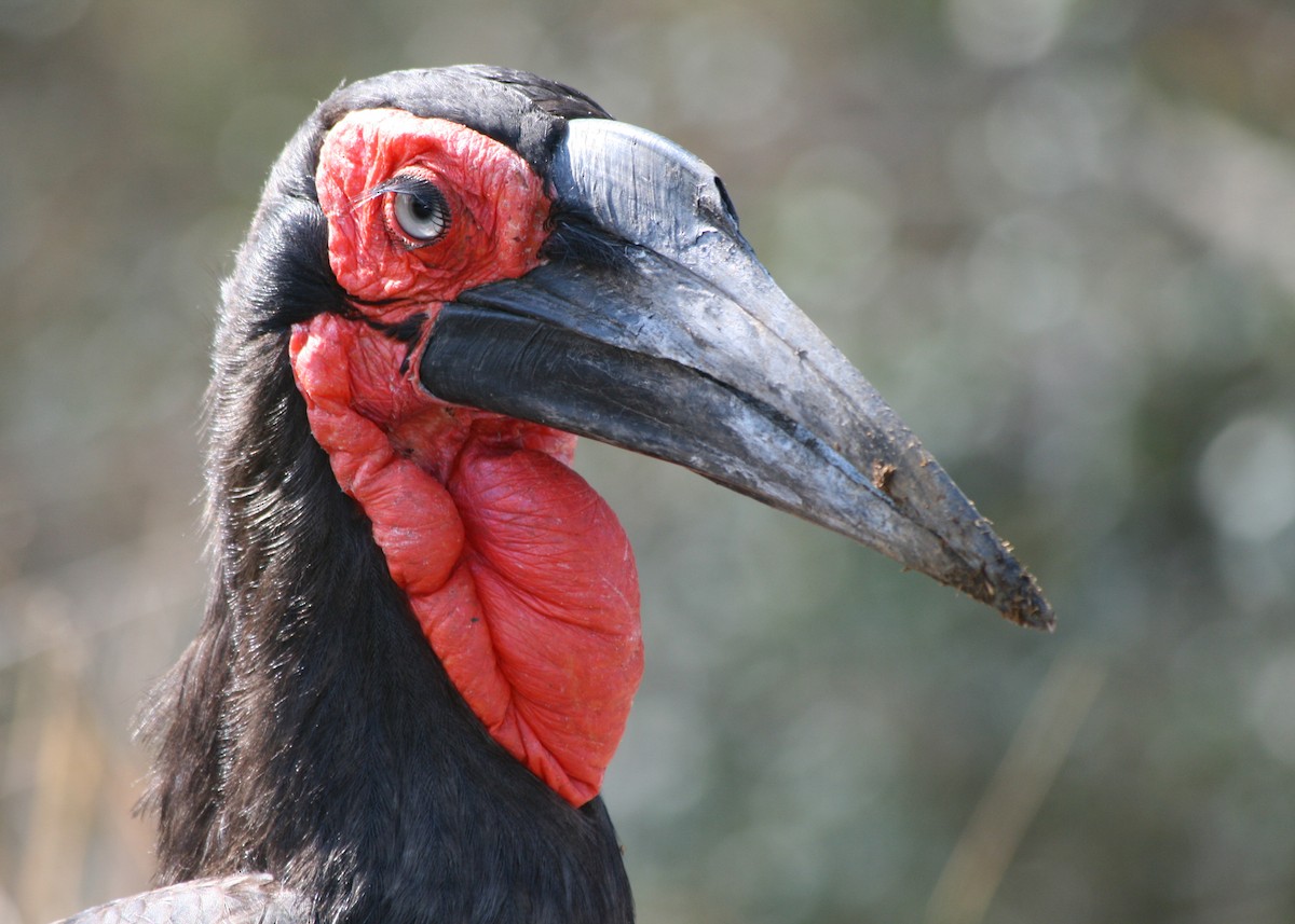 Southern Ground-Hornbill - ML623995083