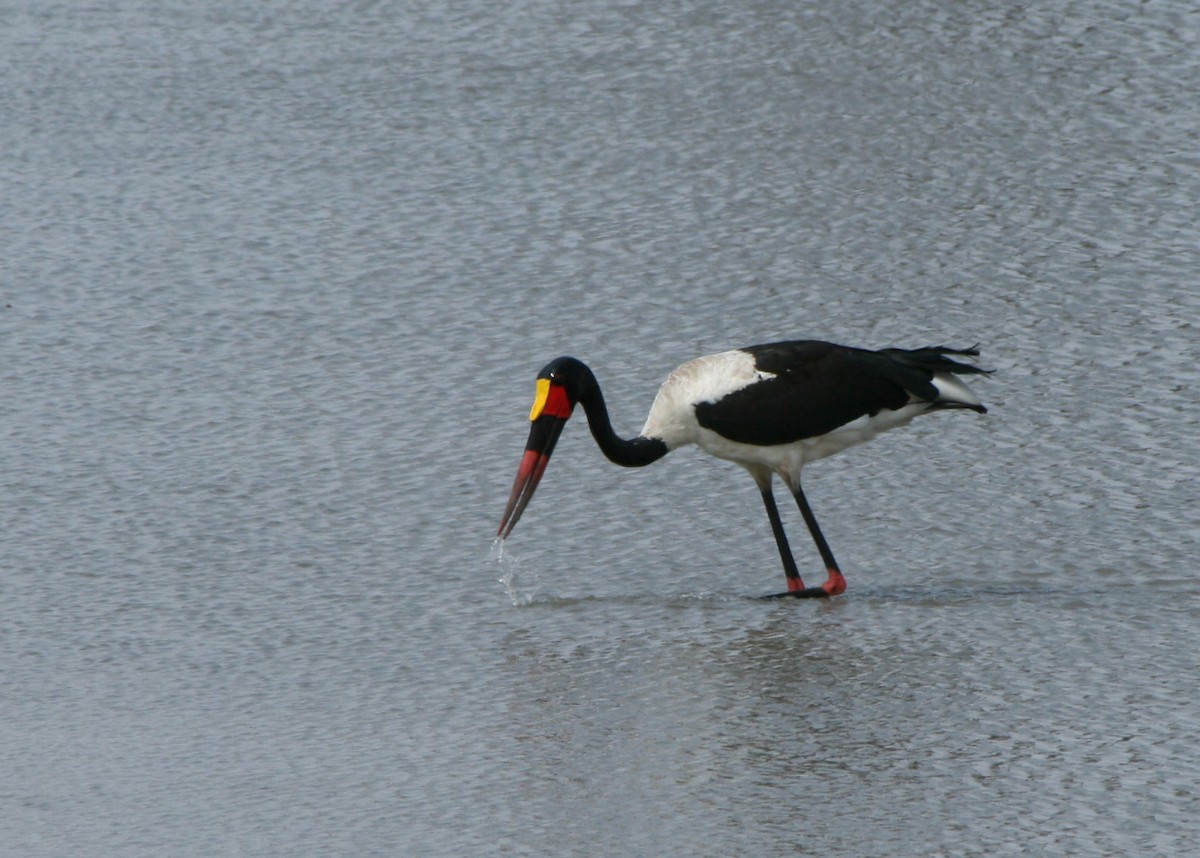 Saddle-billed Stork - ML623995087