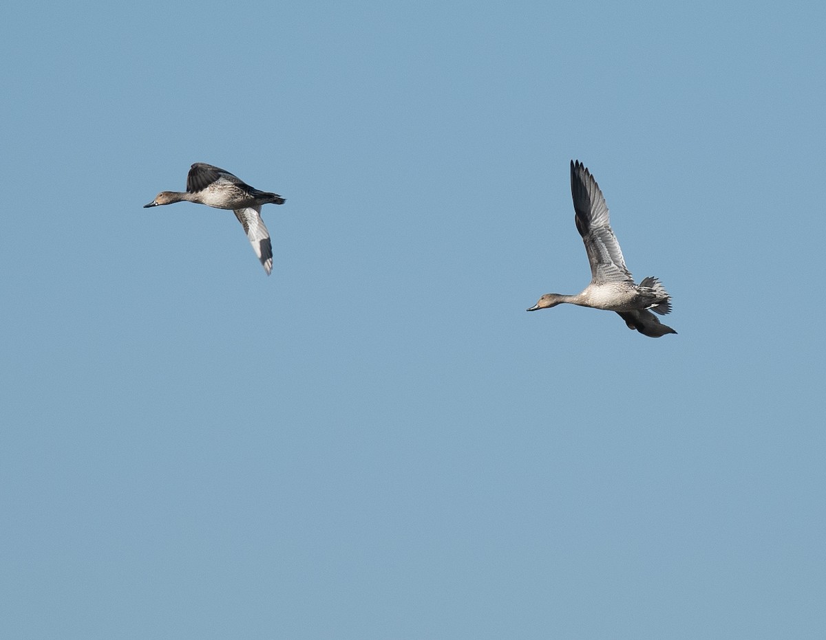 Northern Pintail - Ethan Cleveland