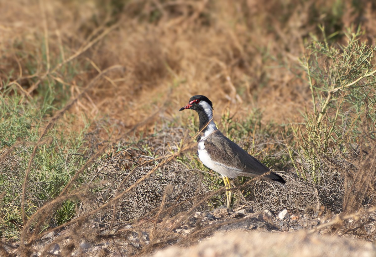 Red-wattled Lapwing - ML623995142