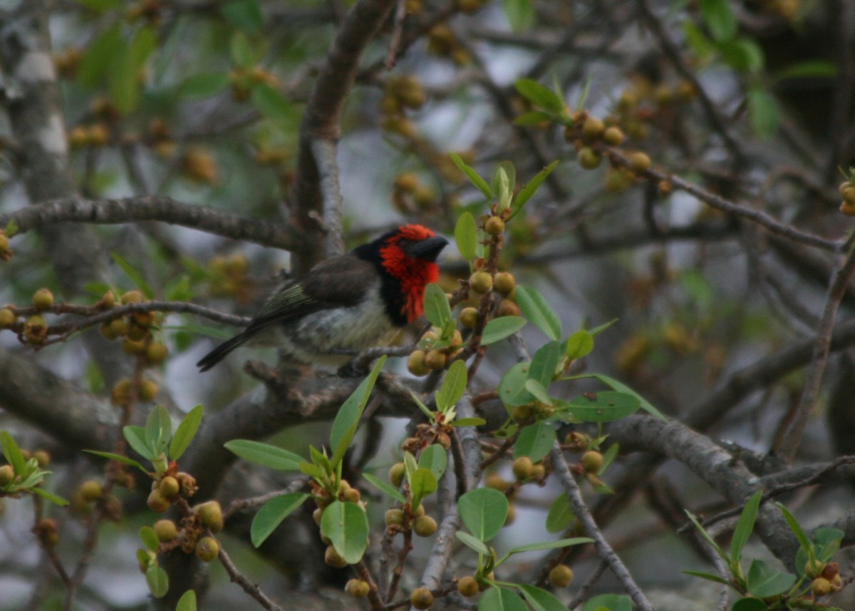 Black-collared Barbet - Livio Rey