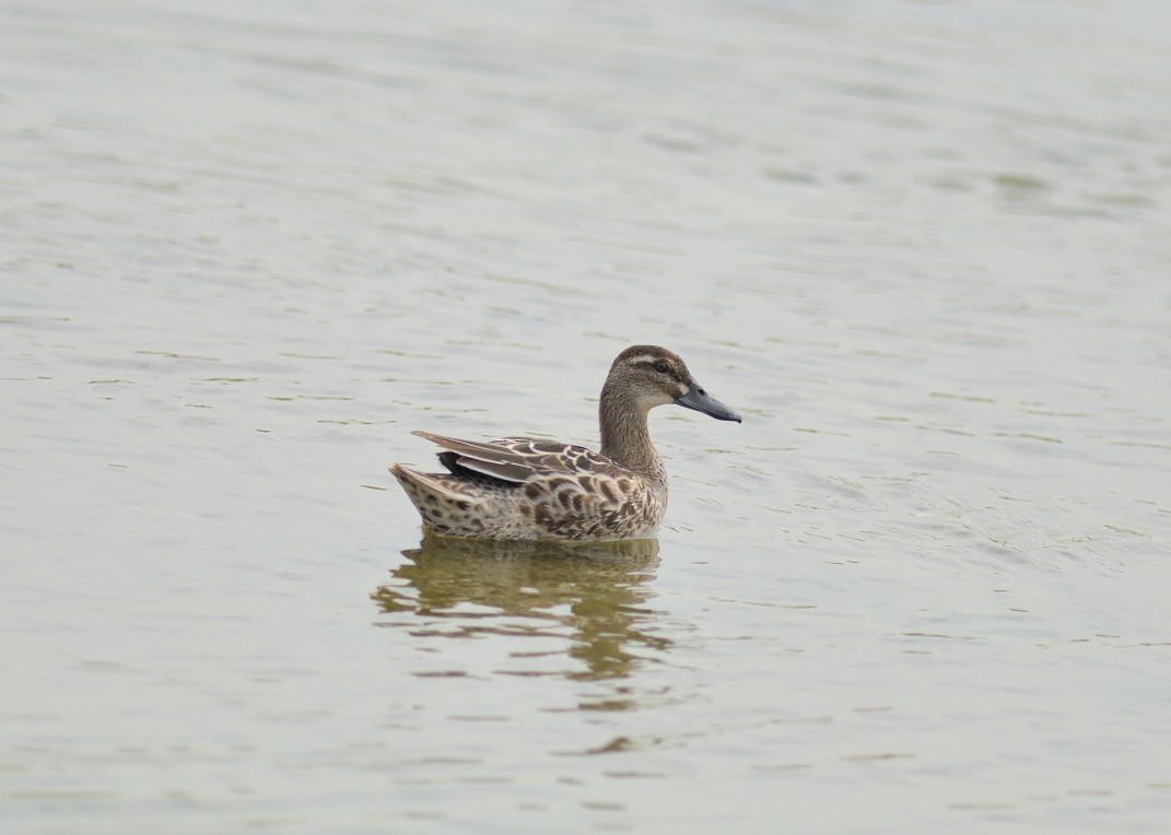 Garganey - Hashir Elat Valiyakath