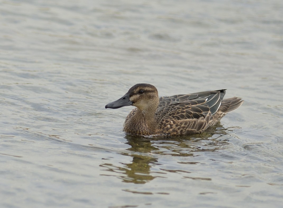 Garganey - Hashir Elat Valiyakath