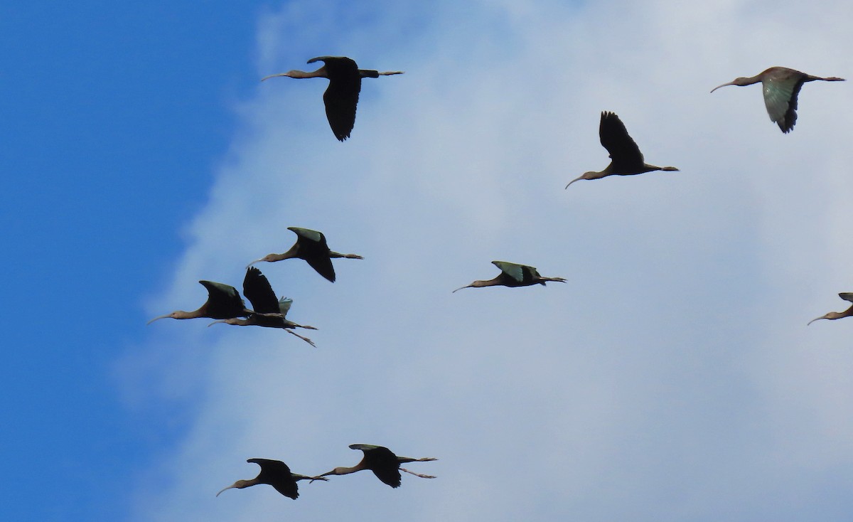 White-faced Ibis - ML623995156