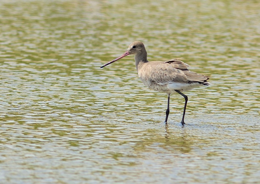 Black-tailed Godwit - Hashir Elat Valiyakath