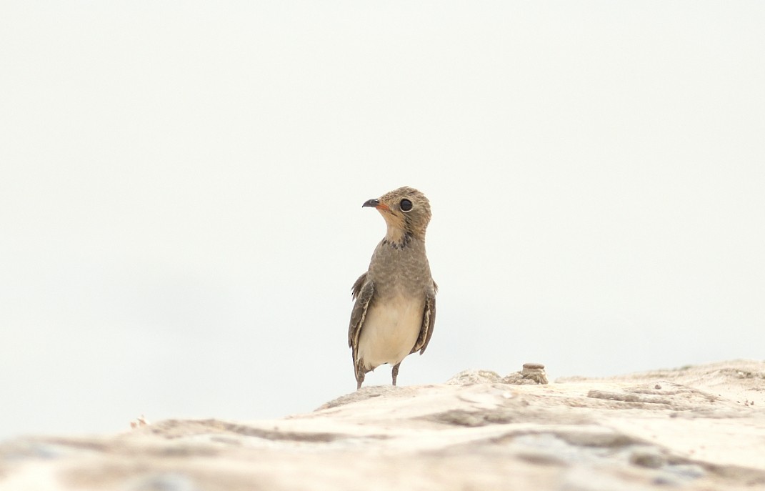 Black-winged Pratincole - ML623995208