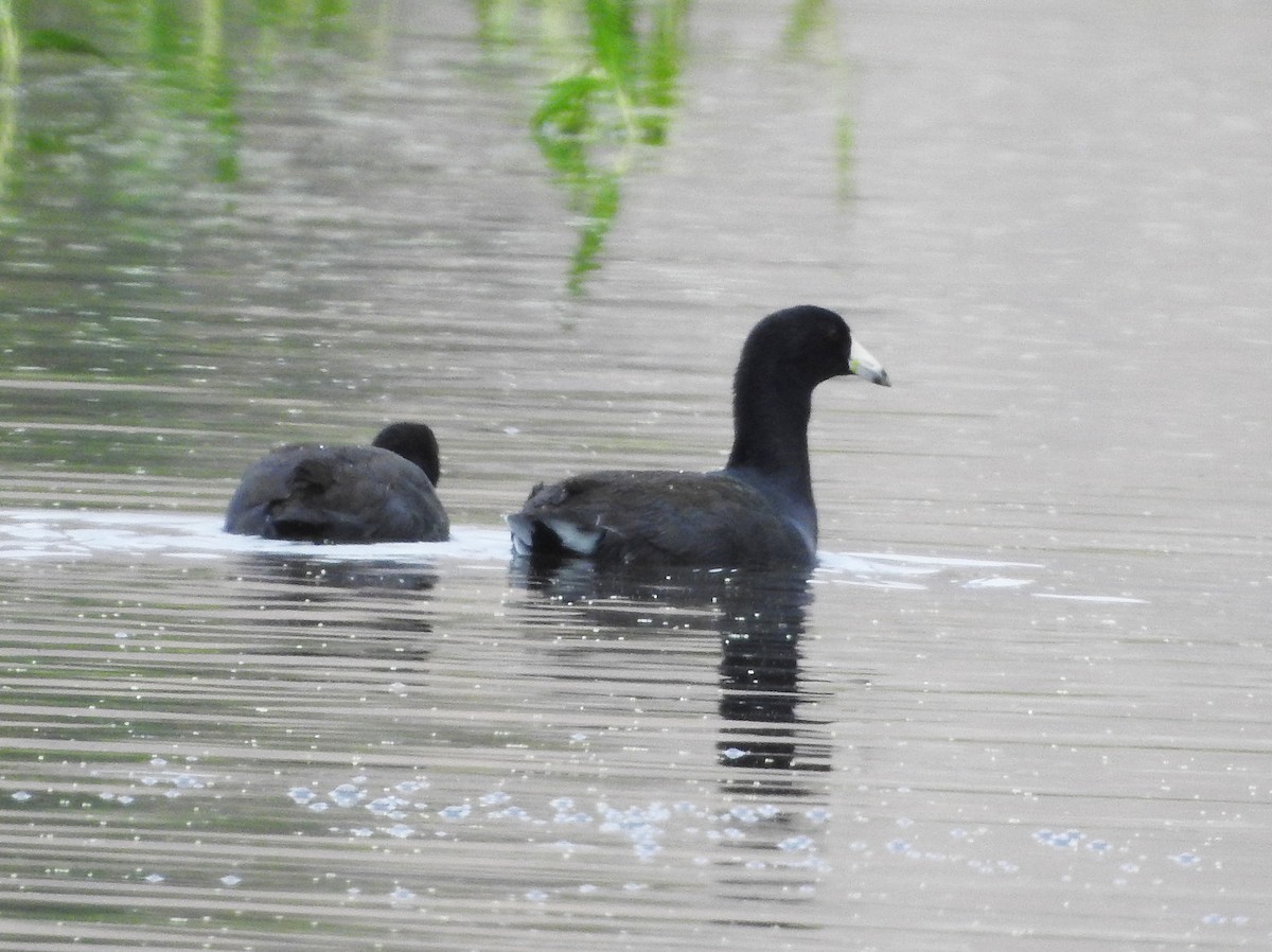 American Coot - ML623995211