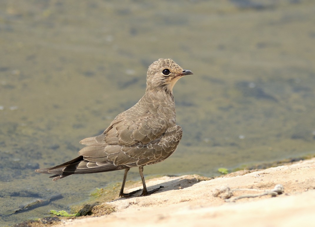 Black-winged Pratincole - ML623995218