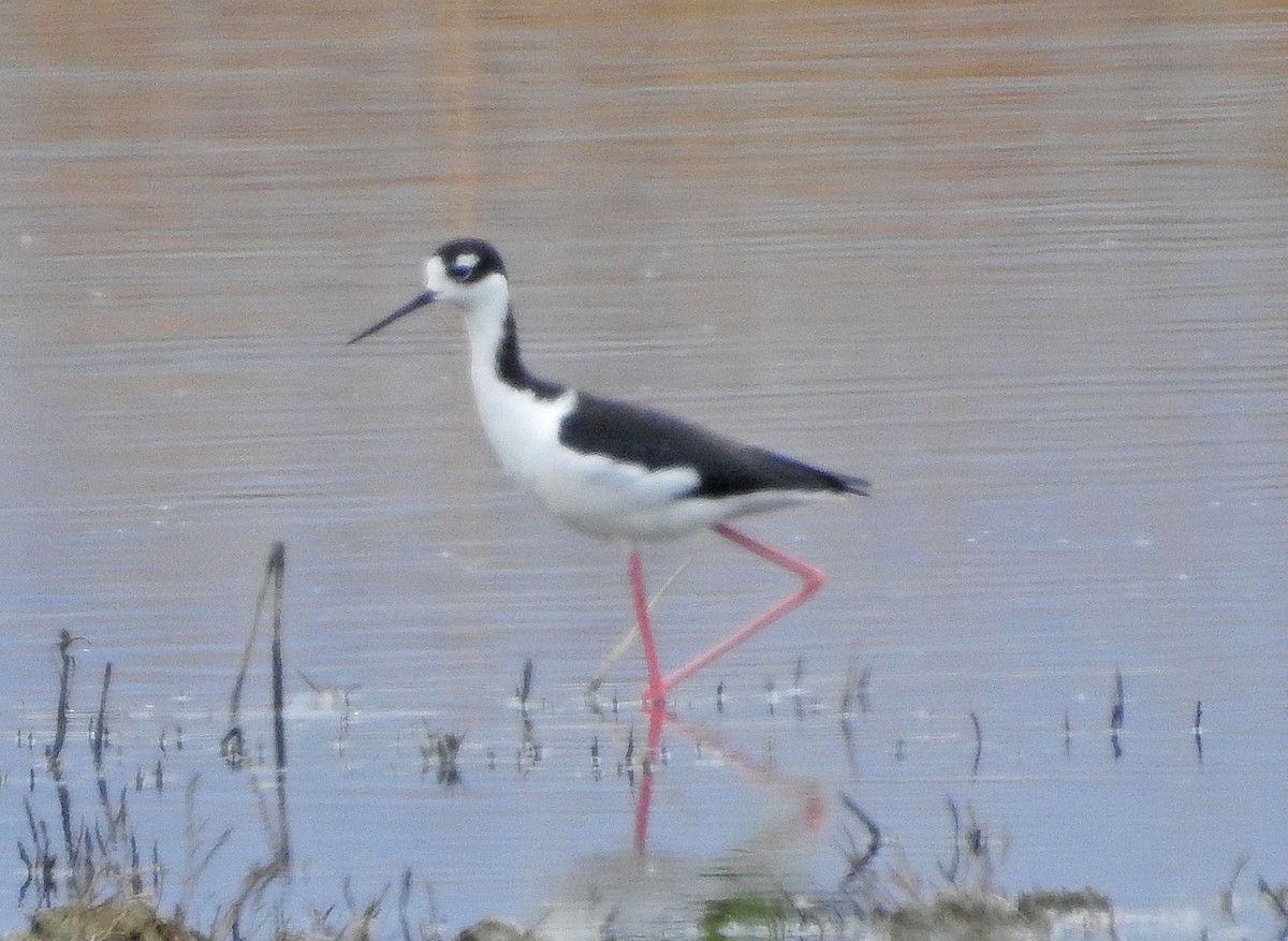 Black-necked Stilt - ML623995226