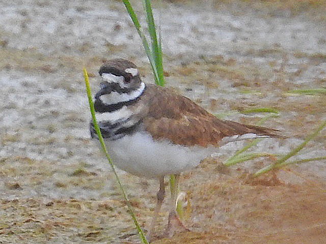 Killdeer - ML623995261