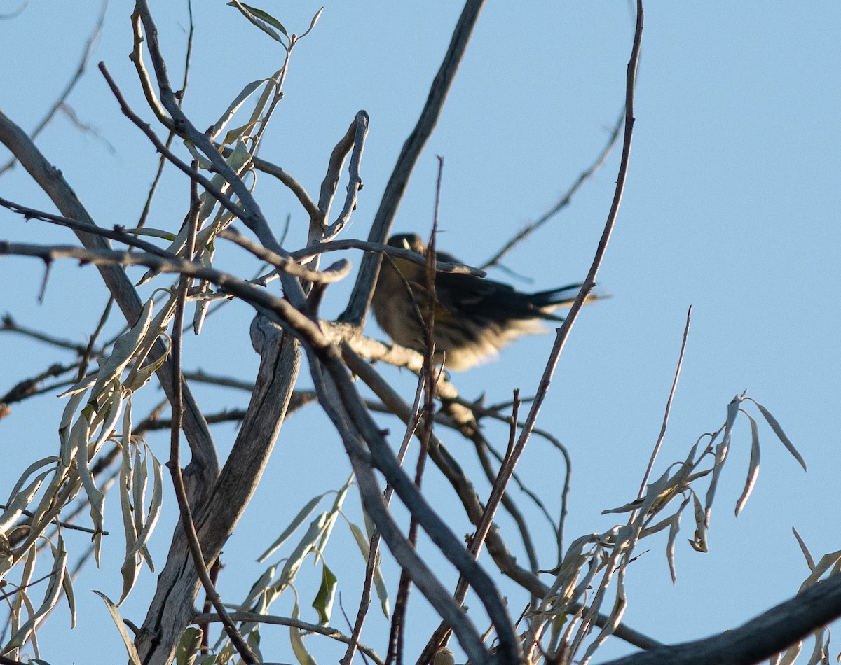 Yellow-rumped Warbler - Ethan Cleveland