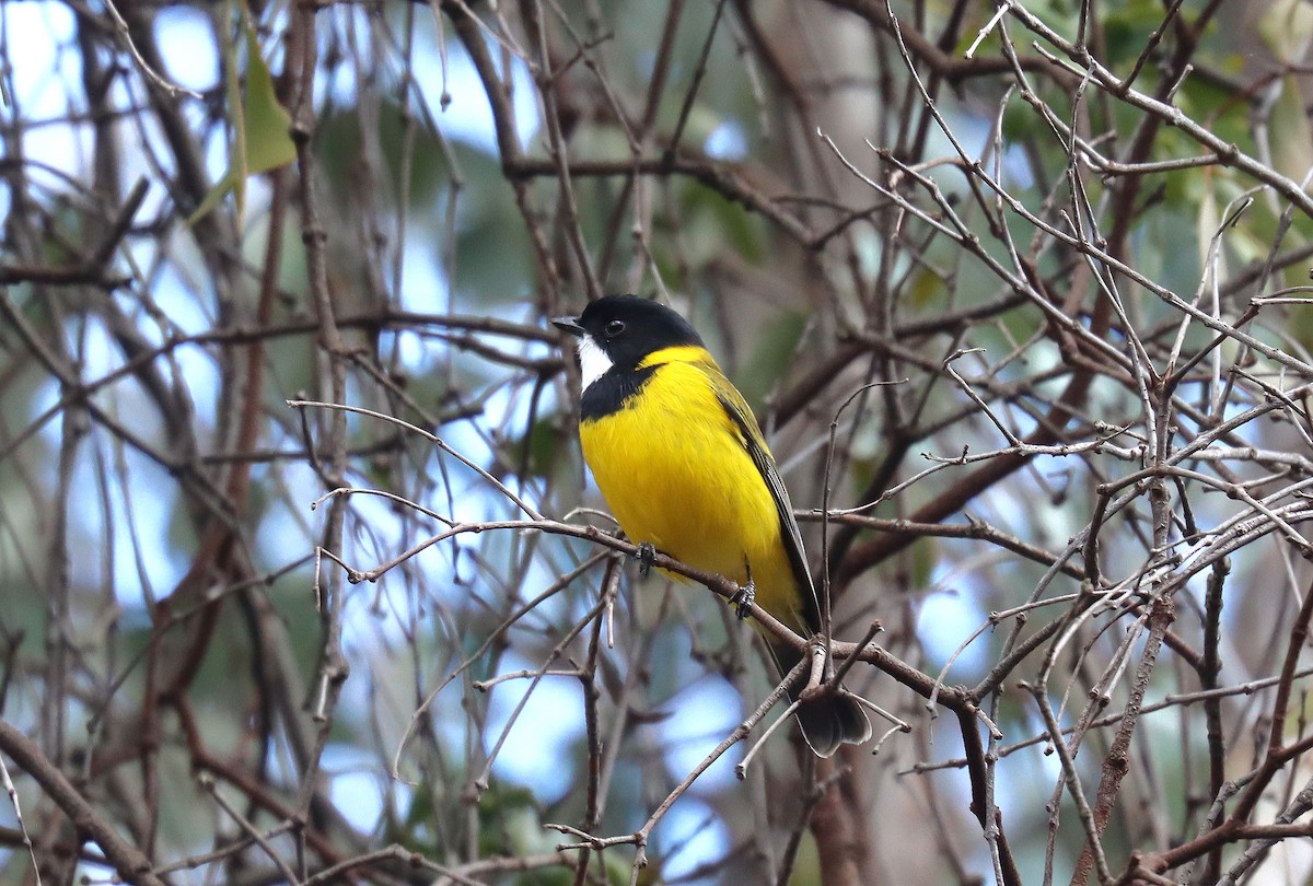 Golden Whistler (Eastern) - Wayne Paes