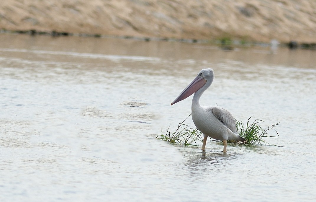 Pink-backed Pelican - ML623995316