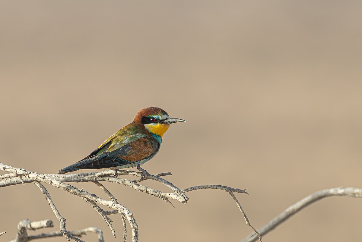 European Bee-eater - ML623995333