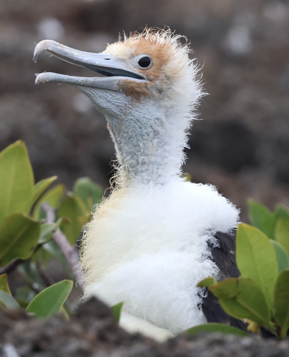 Great Frigatebird - ML623995342