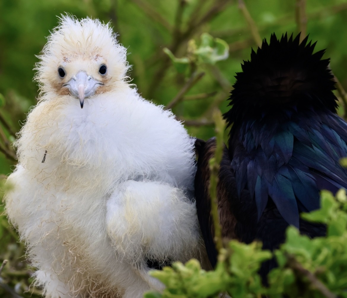 Great Frigatebird - ML623995343