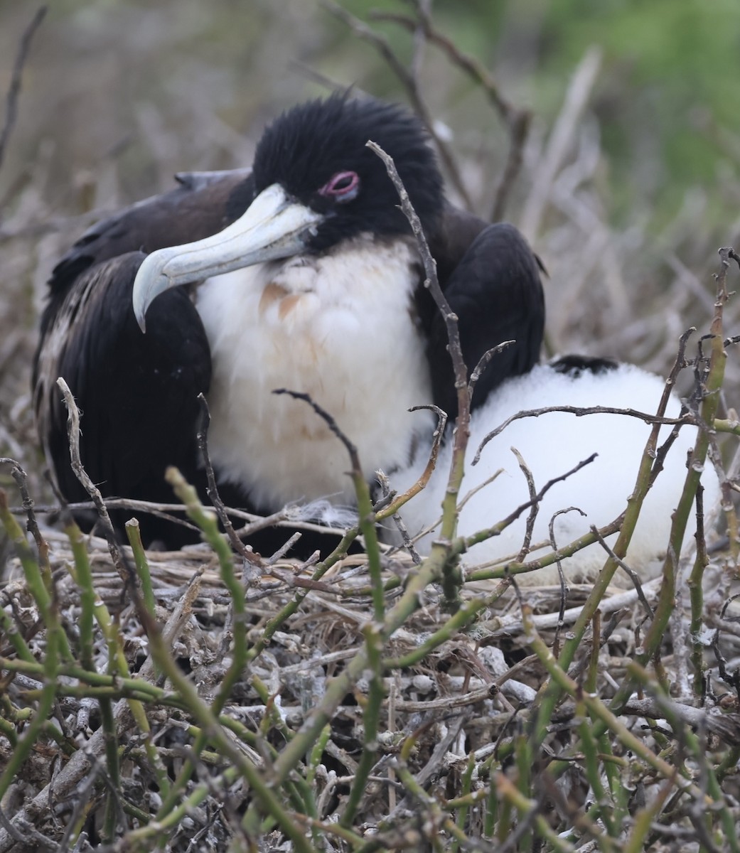 Great Frigatebird - ML623995344