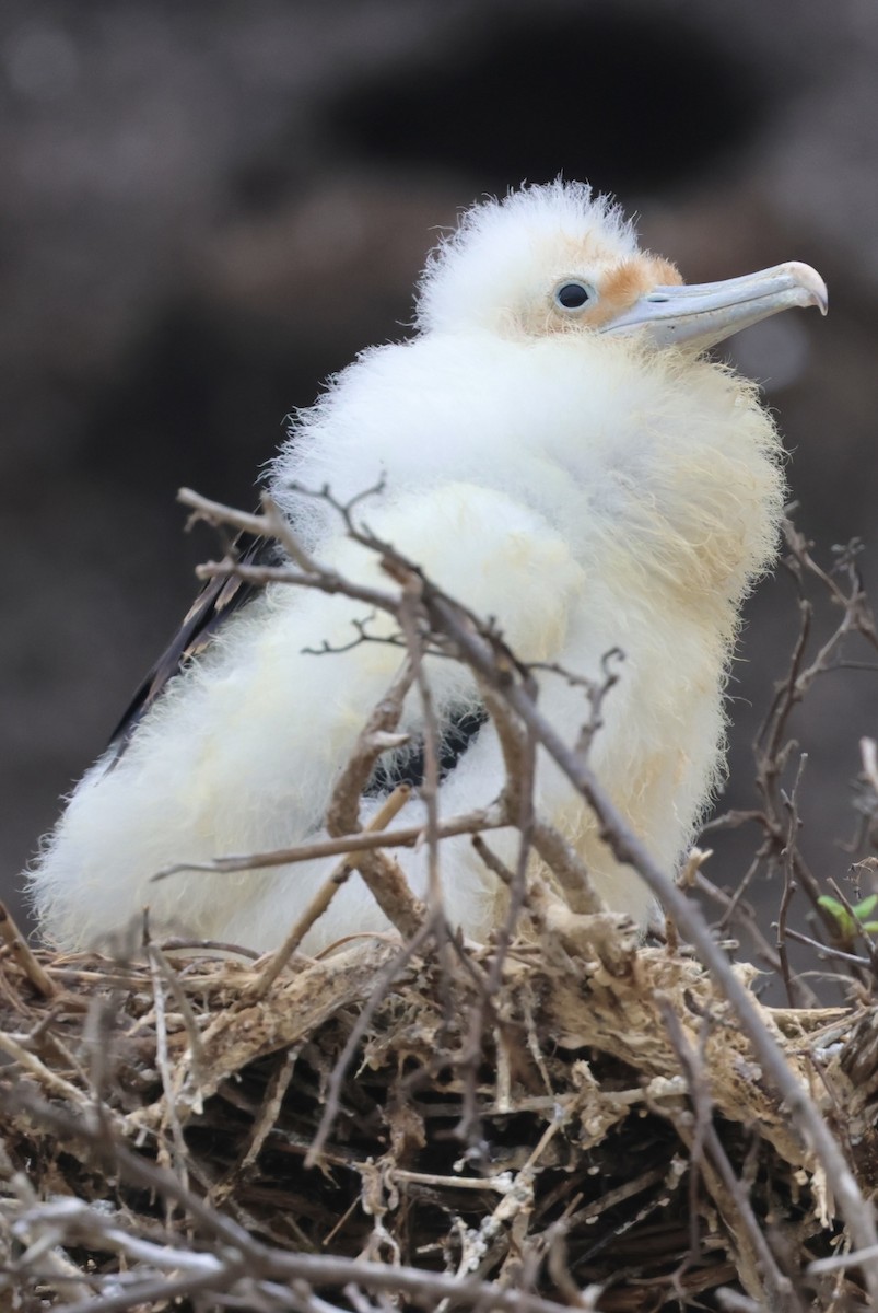 Bindenfregattvogel - ML623995345