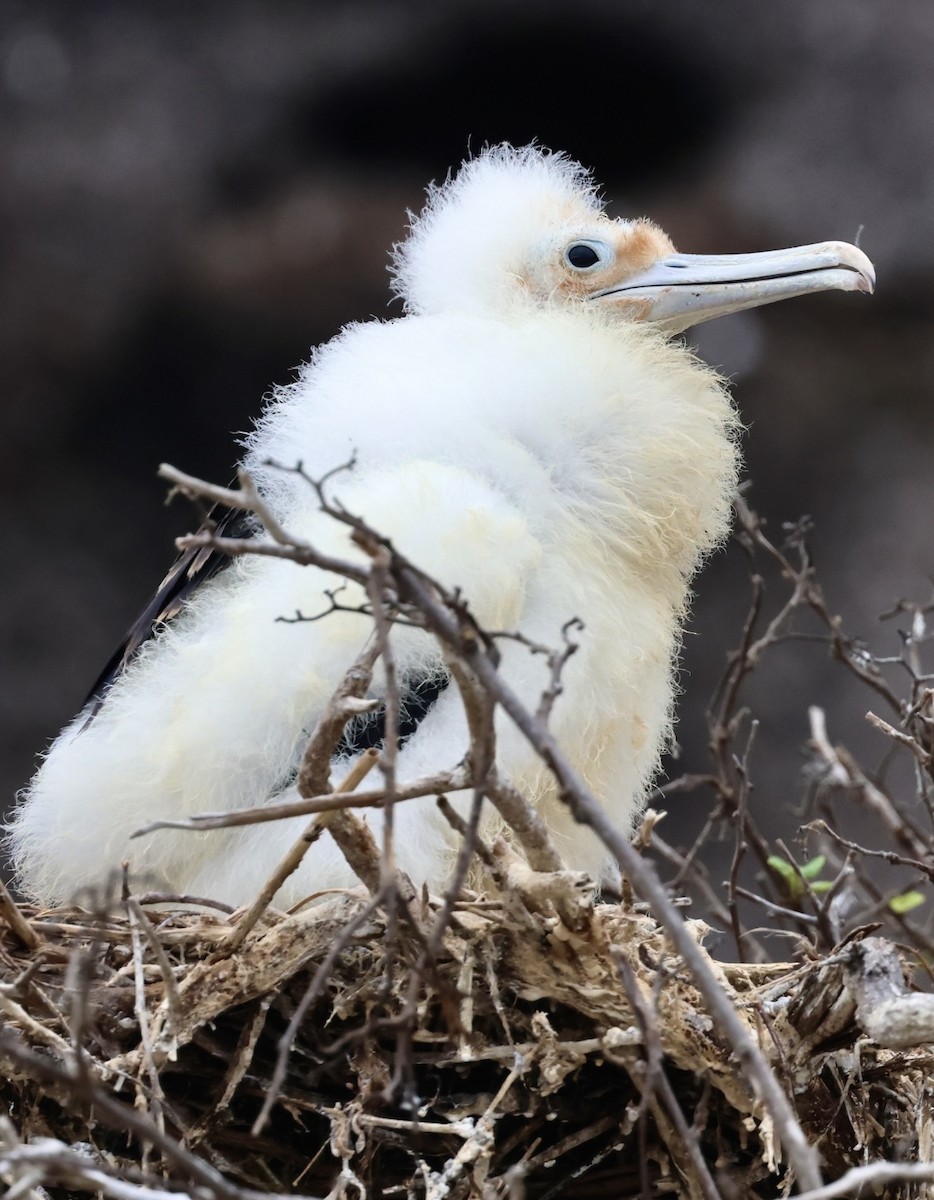 Great Frigatebird - ML623995346