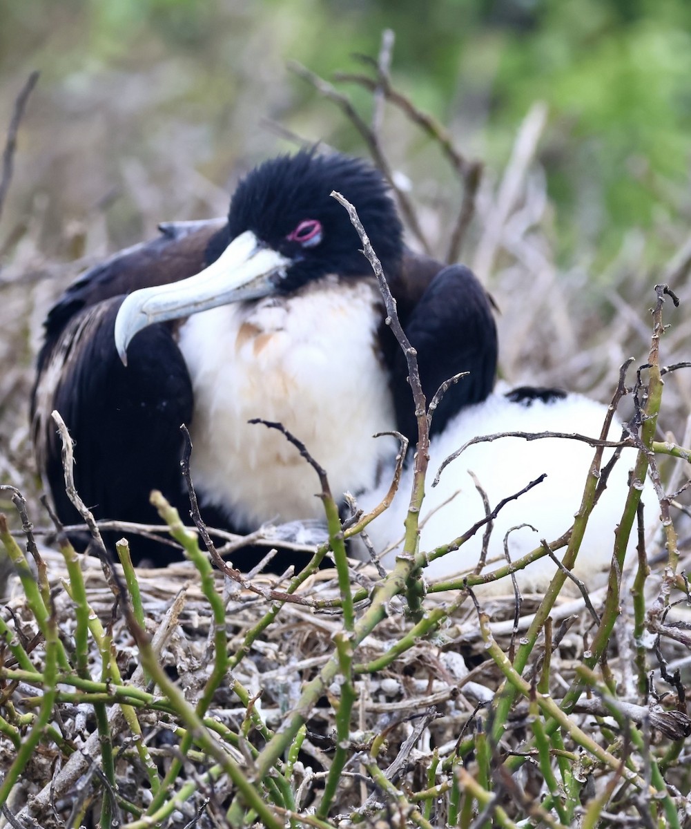 Great Frigatebird - ML623995347