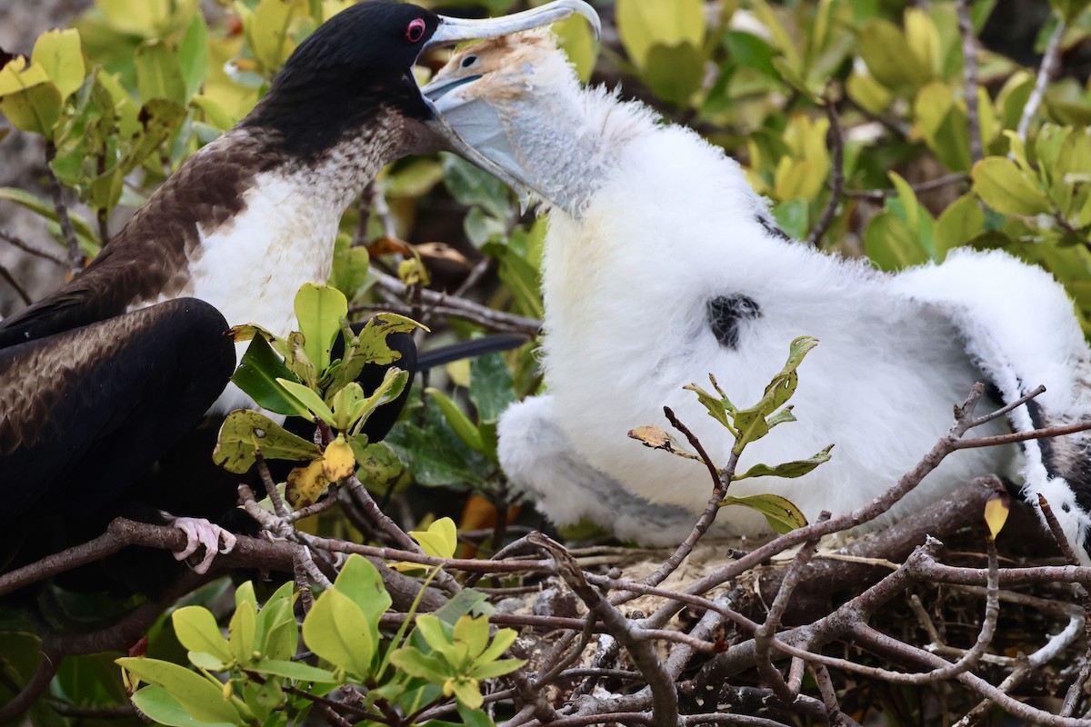 Great Frigatebird - Debbie Crowley