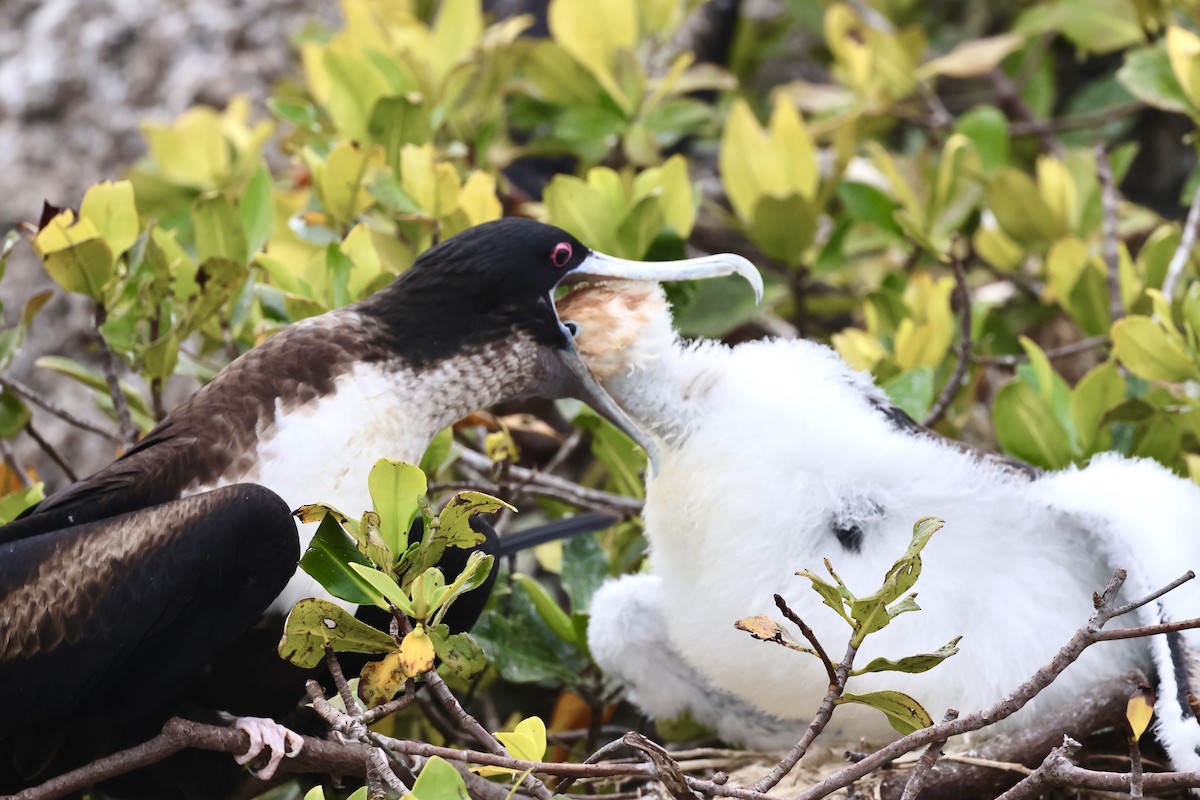 Great Frigatebird - ML623995350