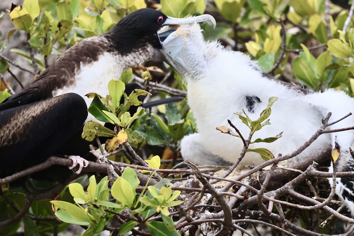 Great Frigatebird - ML623995351