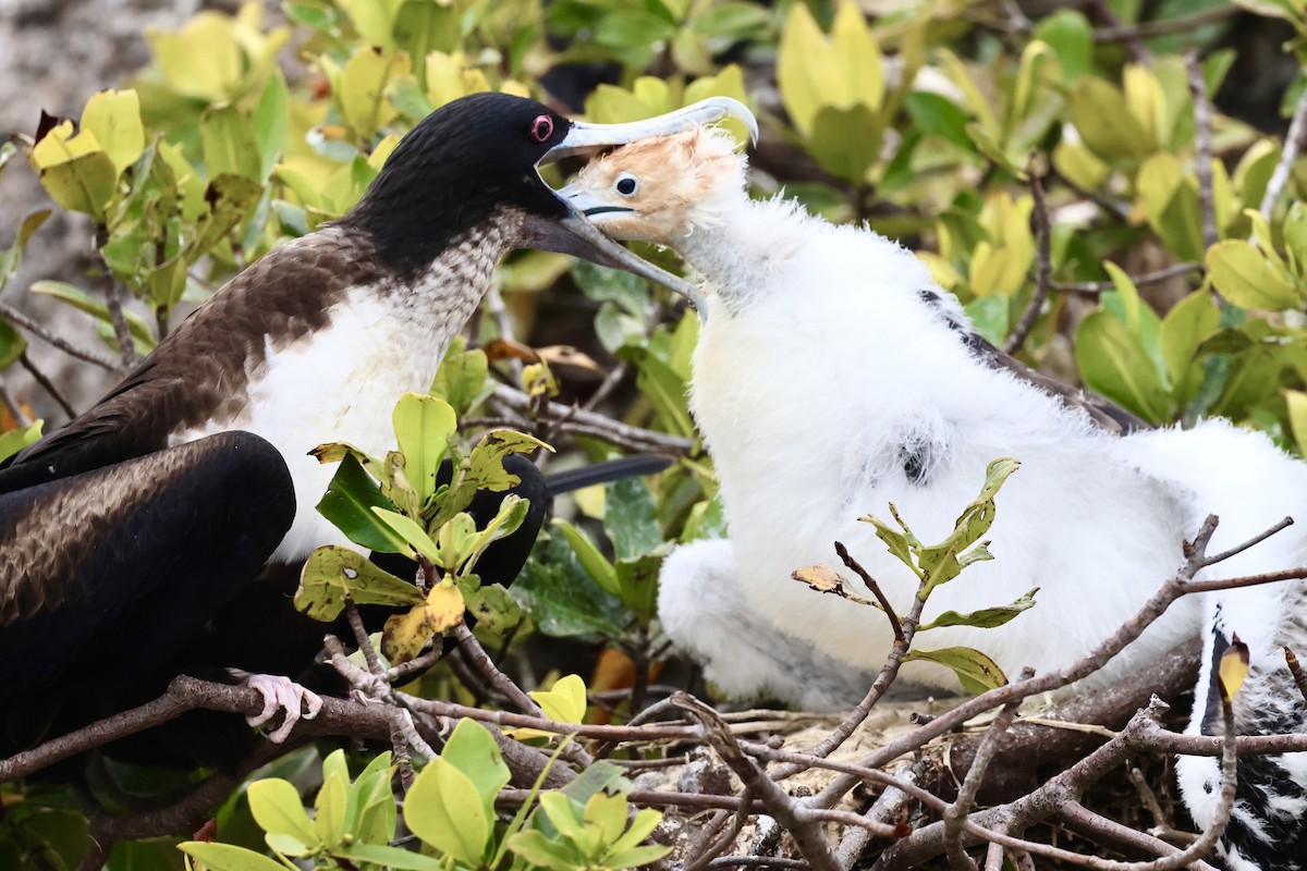 Great Frigatebird - ML623995352