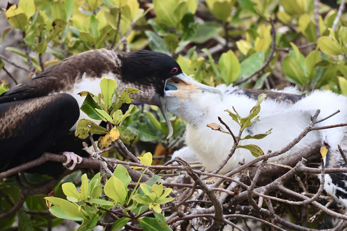 Great Frigatebird - ML623995353