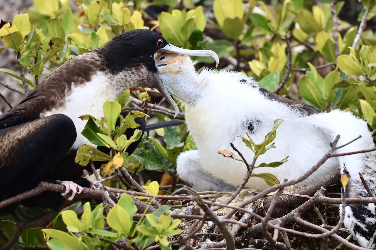 Great Frigatebird - ML623995370