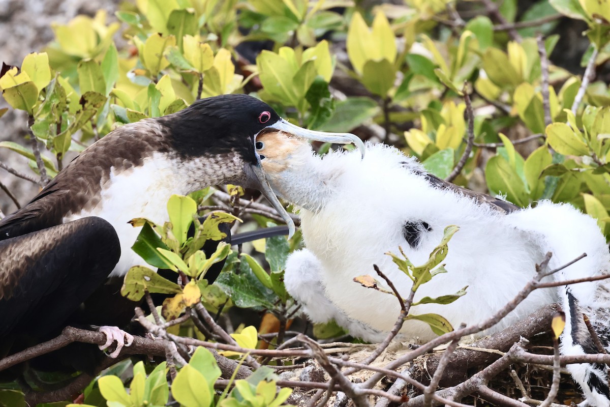 Great Frigatebird - ML623995371