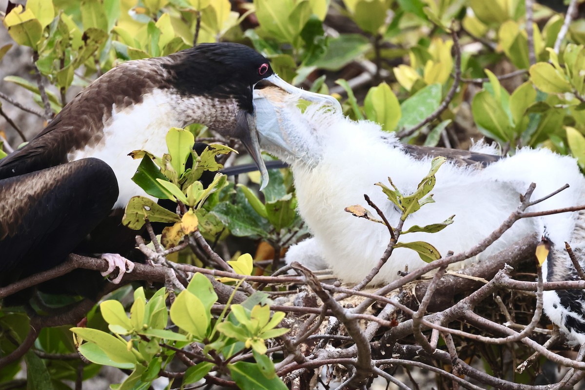 Great Frigatebird - ML623995372