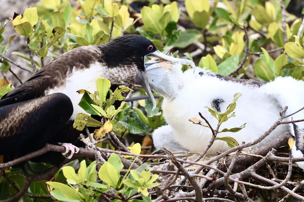 Great Frigatebird - ML623995373