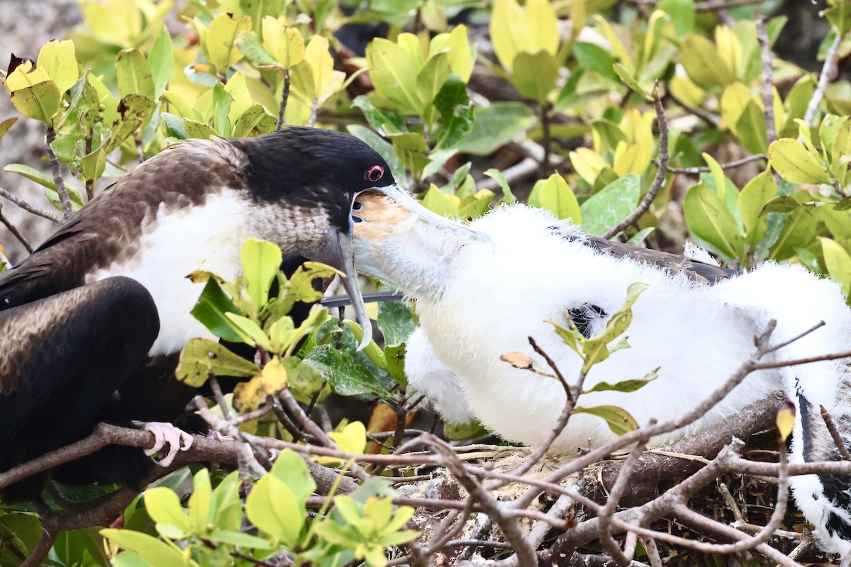 Great Frigatebird - ML623995374