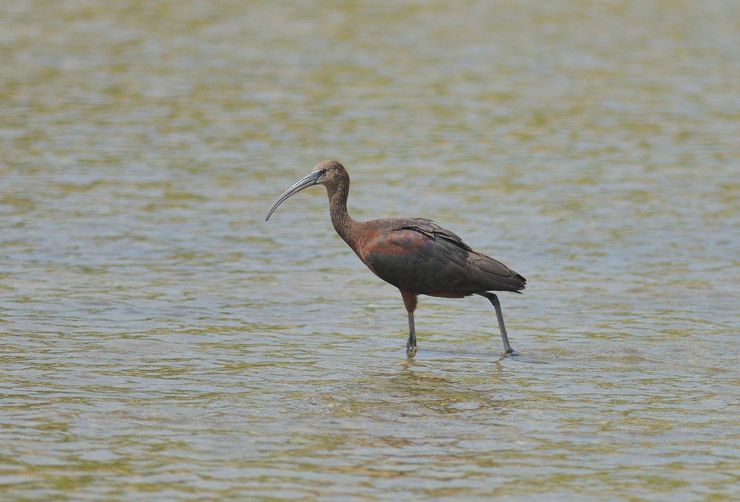 Ibis falcinelle - ML623995399