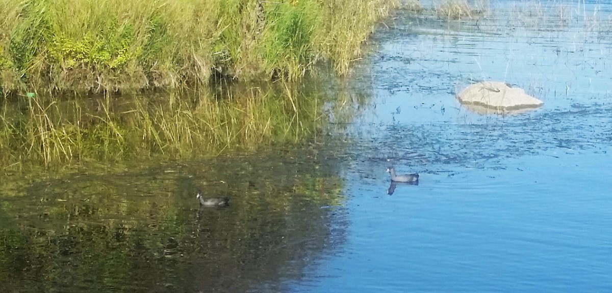 American Coot - ML623995404