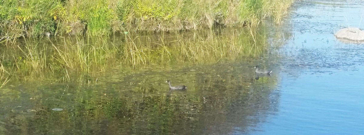 American Coot - ML623995406