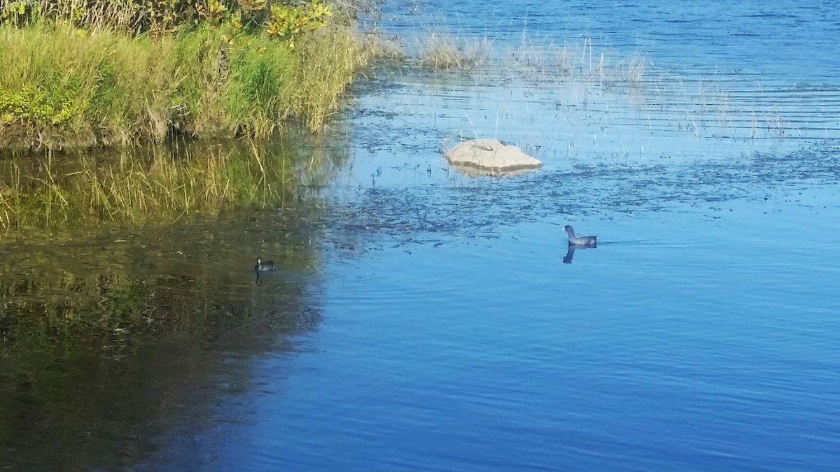 American Coot - ML623995408