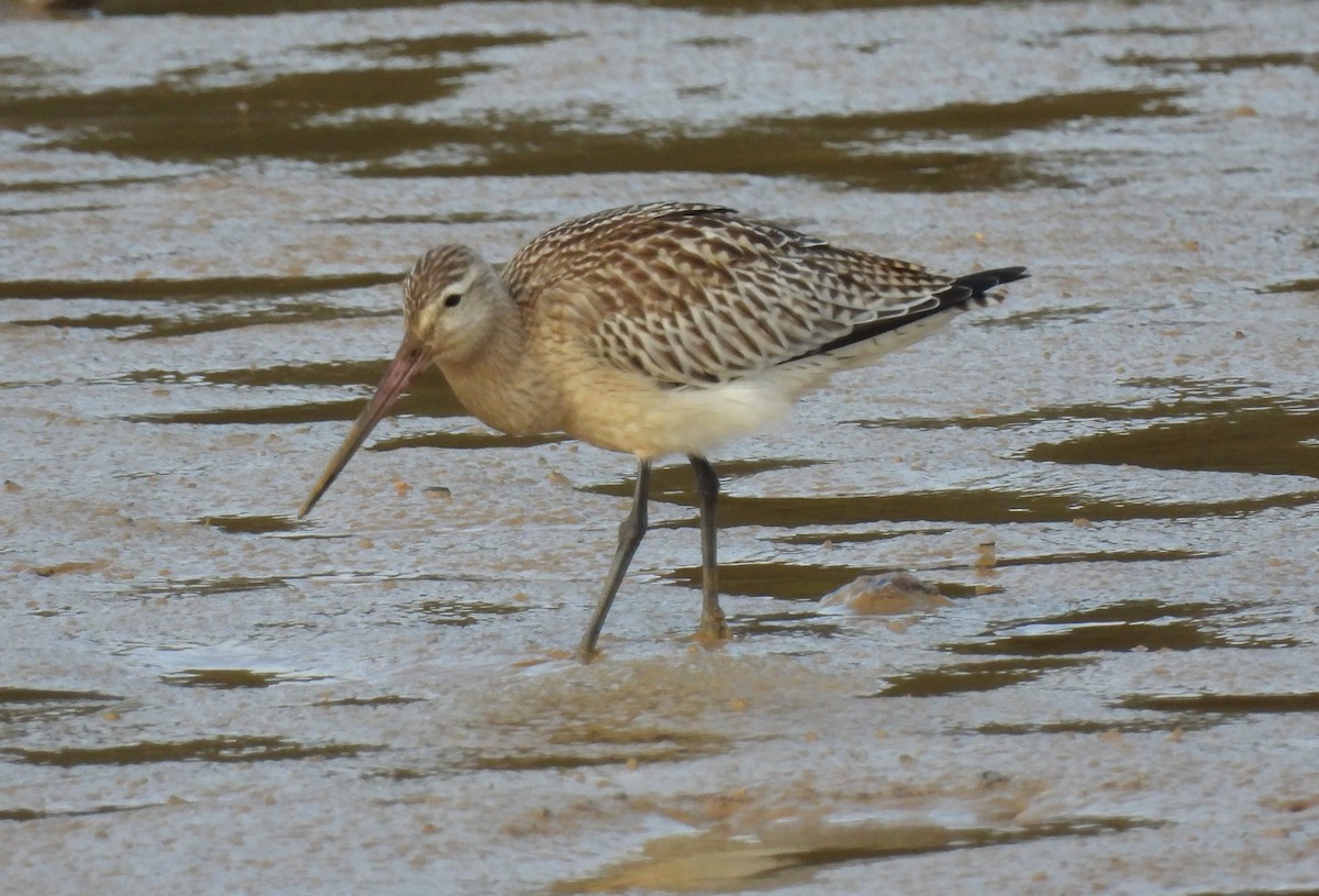 Bar-tailed Godwit - Brigitte ibens