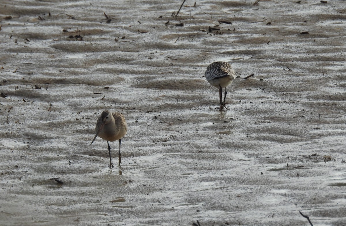 Bar-tailed Godwit - ML623995429