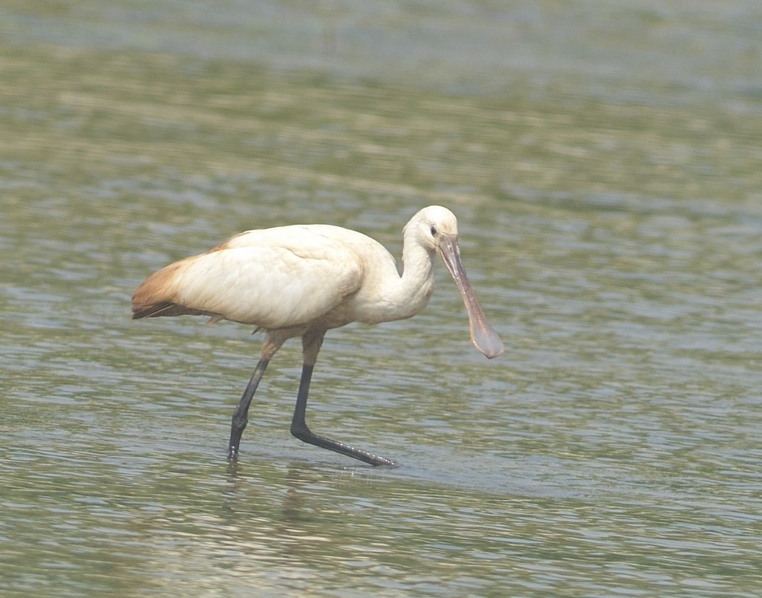 Eurasian Spoonbill - ML623995452