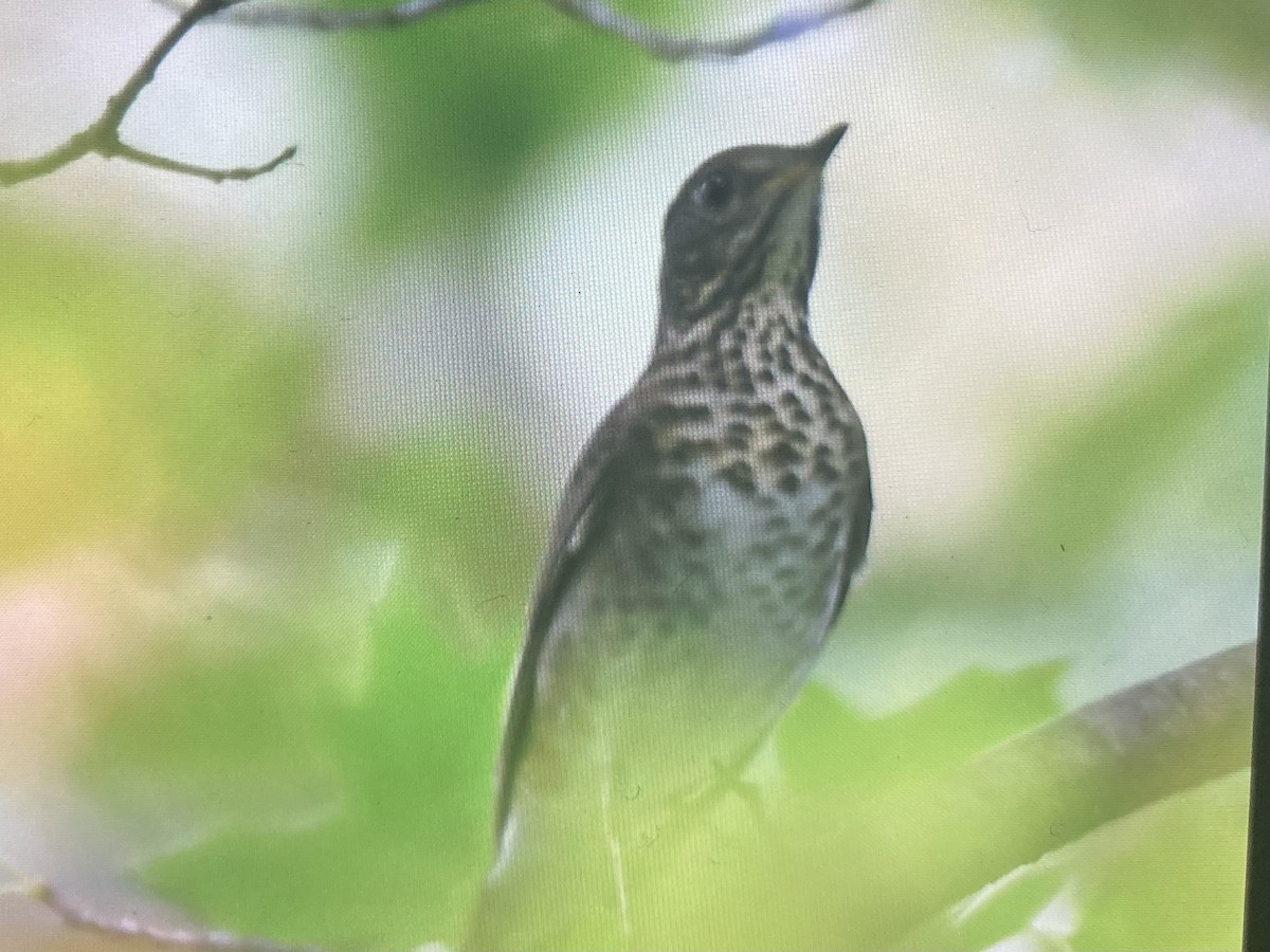 Gray-cheeked Thrush - ML623995453