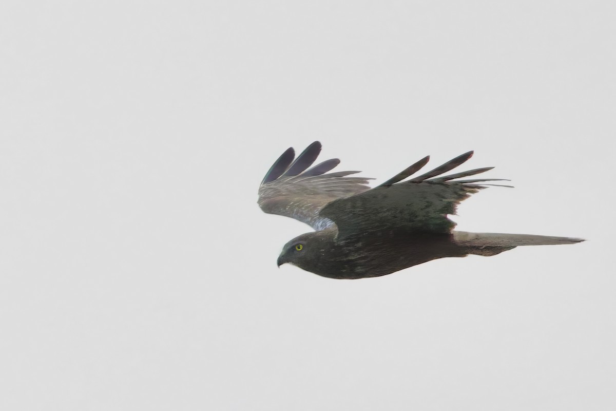 African Marsh Harrier - ML623995481