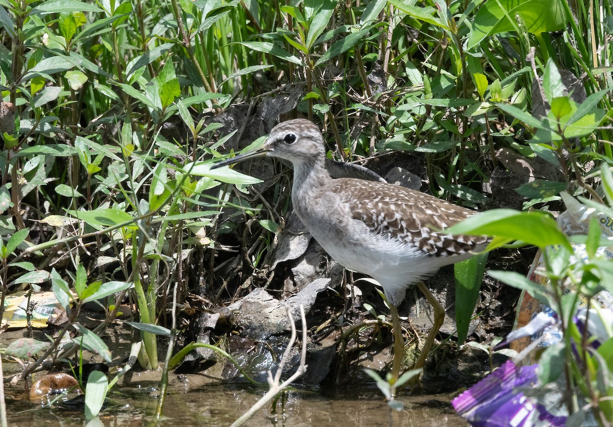 Bruchwasserläufer - ML623995485