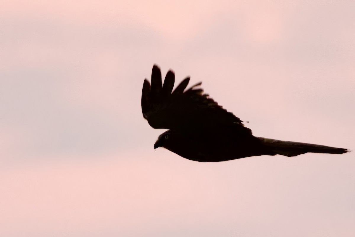 African Marsh Harrier - ML623995486