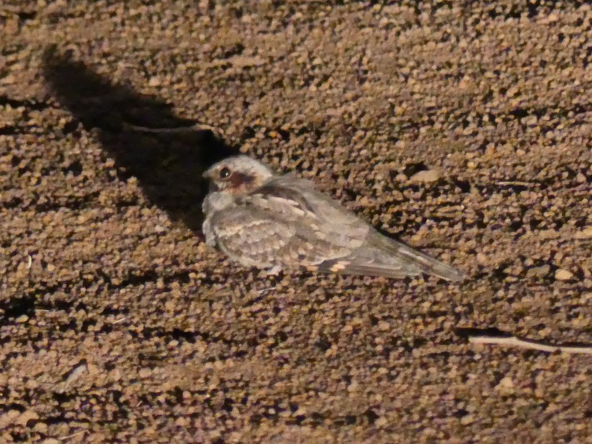 Rufous-cheeked Nightjar - ML623995487